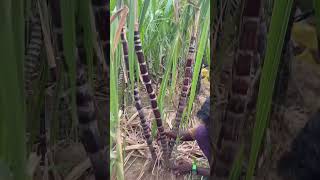 கரும்பு 🎋 Saccharum officinarum🎋 adventitious root 🎋 kanyakumari biology biology [upl. by Tnomel577]