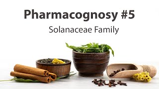 5 Solanaceae Family  Pharmacognosy [upl. by Beverley]