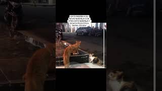 GATA ENGAÑA A GATO NARANJA CON OTRO GATO NARANJA Y DESATA PELEA ÉPICA ENTRE LOS DOS [upl. by Llevrac]