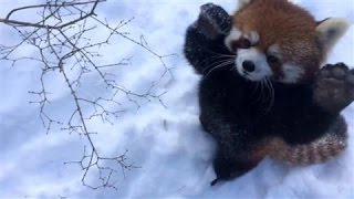 Red Pandas Play in the Snow [upl. by Seaman]