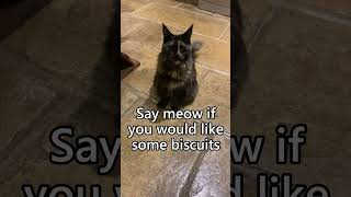 Have you ever heard a Maine Coon cat meowing [upl. by Milinda]