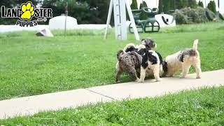 Sweet Mini Bernedoodle Puppies [upl. by Busby395]