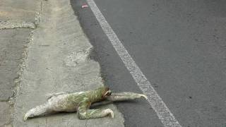 Threetoed sloth crossing the road in Costa Rica [upl. by Dlaniger]