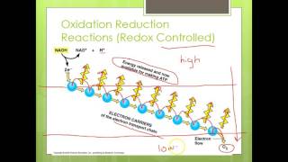 Chemiosmosis and Substrate Level Phosphorylation [upl. by Ianahs]