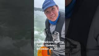 San Francisco herring spawn update December 28 2023 herring spawn fishing seafood [upl. by Ainitsirhc]