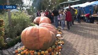 Pompoendagen in Nationaal Beiaard en Natuurmuseum Asten van start [upl. by Otinauj419]