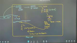 NEET 2025 BIOLOGY  APPLICATION OF BIOTECHNOLOGY  RNA INTERFERENCE [upl. by Olcott]