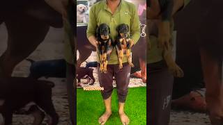 Top quality Doberman puppies for sale in pune solapur mumbai ✨️🔥 doberman pets shorts [upl. by Aissatan455]