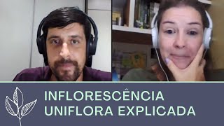 QUAL É A DIFERENÇA ENTRE FLOR E INFLORESCÊNCIA NA BOTÂNICA CORTES [upl. by Aliuqa]