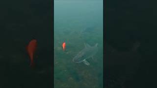 Do pike eat goldfish  pike goldfish fishing underwater [upl. by Alinoel925]