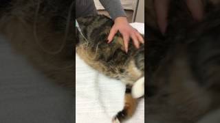 Subkutane Infusion bei der Katze [upl. by Anahpets]