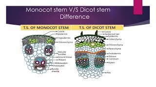 difference between monocot and dicot stem [upl. by Ydnab]