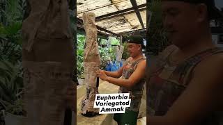 Exciting Plant Unboxing  Euphorbia Ammak Varigata plants hermiesonajo shorts fyp [upl. by Autrey458]