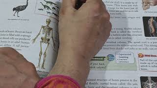 Class 5 Science Chapter 8 Our Skeletal System kidsknowledgepoint [upl. by Grodin]