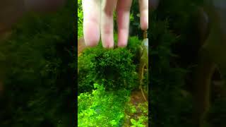 Fissidens Moss Fissidensmoss Fissidens moss shortvideo shorts [upl. by Rodgiva]