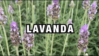 COMO CUIDAR E FAZER MUDA DA LAVANDA [upl. by Bayly]