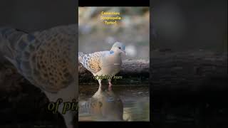 TurtleDove short natureTurtleDove [upl. by Ydnem129]