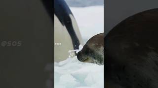 Orcas Incredible Seal Hunting 😱 orca [upl. by Yerfdog]