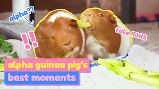 Cute and Funny Alpha Guinea Pig Compilation 2020  GuineaDad [upl. by Adihsar]