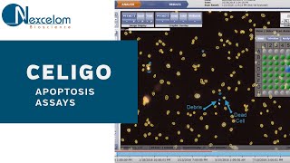 How to Run an Apoptosis Assay on the Celigo Using Annexin V PI Hoechst [upl. by Filipe]