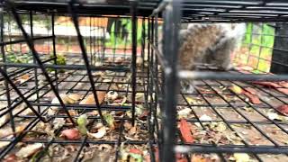 Squirrel’s POV of Squirrelinator trap [upl. by Oniluap]