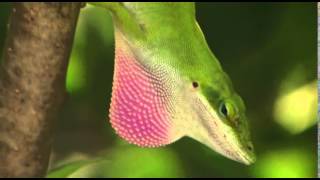 Anole lizards dewlap [upl. by Hewitt]