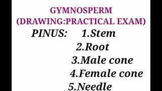 Drawing of PINUSStem root male amp female cone needleGYMNOSPERMbotanypractical exam [upl. by Arotal836]