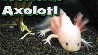 Axolotl Metamorphosis [upl. by Cleres795]