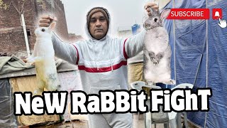 Rabbits  Female Rabbit Attack New Rabbit  Rabbits Fighting [upl. by Eisus]