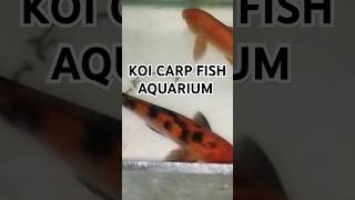 KOI CARP FISHkoifishcarpfishingaquariumfishparrotfishorandagoldfishcarpbreedoscarfish [upl. by Herve]