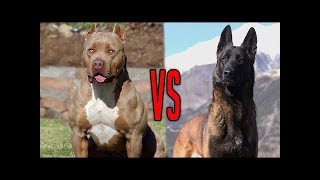 Belgian Malinois VS Pit Bull 2019 [upl. by Elston]