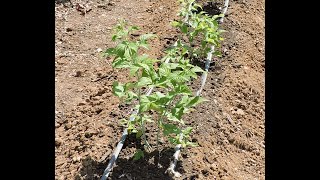 PLANTING NIWOT FALL BEARING BLACK RASPBERRY ON THE HOMESTEAD [upl. by Llenhoj760]