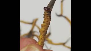 cordyceps sinensis [upl. by Yenar]