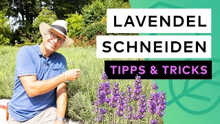 Lavendel schneiden  Tipps amp Tricks [upl. by Ovida728]