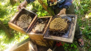 Splitting Stingless Bee Colony [upl. by Yv697]