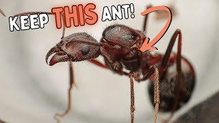 Why You NEED to Keep THIS Ant [upl. by Sidonie]