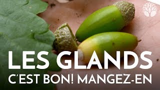 Les glands des chênes se mangent [upl. by Mita]