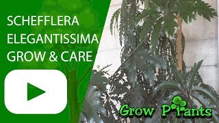 Schefflera elegantissima [upl. by Sheley]