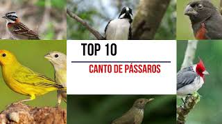 As 10 aves com cantos mais bonitos do Brasil  pássaros brasileiros com cantos maravilhosos [upl. by Sadnac]