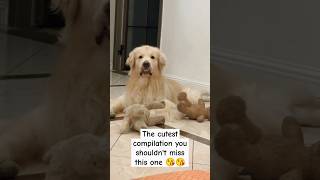 Golden Retrievers The Cutest Moments Ever [upl. by Husha]