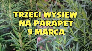 Trzeci wysiew na parapet 🍀 [upl. by Drue848]