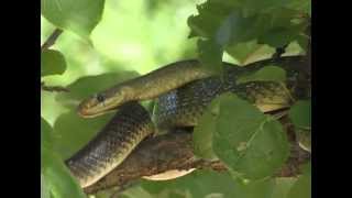 The Aesculapian Snake Zamenis longissimus previously Elaphe longissima [upl. by Sucerdor484]