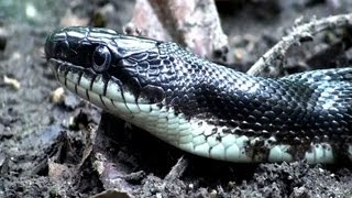 Black Rat Snake  HD Minidocumentary [upl. by Katha]