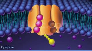 Sodium Potassium Pump  The Most Important Enzyme in the Body [upl. by Vinni4]