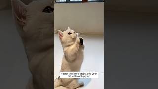 Master These 4 Steps and Your Cat Will Worship You catification catshorts pets catlover [upl. by Aiciles106]