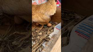 Chicken Laying Eggs chicken chickeneggs chickenfarm poultryfarm viral short poultrylife [upl. by Ronal]