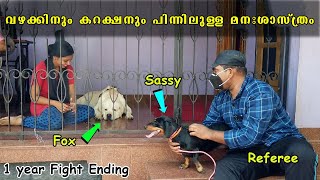 1 വർഷമായുള്ള വഴക്കിന് പിന്നിലെ മനഃശാസ്ത്രം 🎭 psychological reason Behind labrador  dachshund fight [upl. by Concepcion]