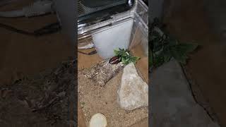 My hissing cockroach just surprised me at 3AM 😱😱😱 [upl. by Aisatana]