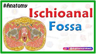 Anatomy of the ischioanal or ischiorectal fossa [upl. by Clayson]