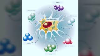 Fibroblastos [upl. by Birkner]